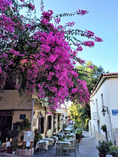 Plaka Athens, Athens Travel, Athens City, Italy Itinerary, Alfresco Dining, Greece Vacation, Mediterranean Cruise, Garden Cafe, Cool Cafe