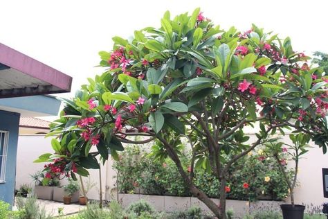 Jasmin Plant, Fast Growing Pine Trees, Frangipani Tree, Large Yard Landscaping, Small Tropical Gardens, Indian Garden, Container Gardening Flowers, Architect Design House, Tropical Landscaping