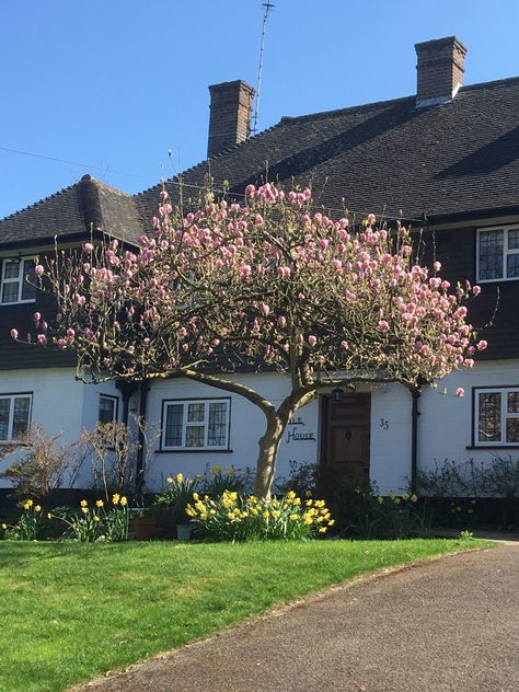 Magnolia Tree Backyard, Magnolia Garden Ideas, Magnolia Tree Garden Design, Magnolia Tree Front Yard, Magnolia Feature Tree, Front Yard Landscaping Magnolia Tree, Pink Magnolia Tree, Ranch Garden, Charlotte Smith