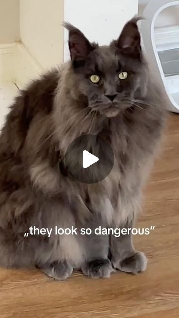 Maine Coon Cats on Instagram: "the sweetest floofballs thefluffcats_ 😻" Baby Mainecoon Kitten, Main Coone Cat, Mancoon Cats, Maine Cooney Cats, Garden Decor Projects, Maine Coon, Decor Project, Garden Decor, Maine