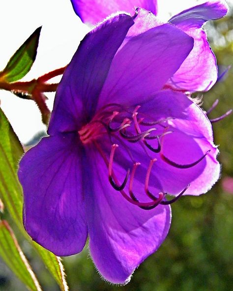 Princess flower (Tibouchina urvilleana) is a glorious addition to tropical and sub-tropical gardens. Its large purple flowers and soft hairy leaves add interest and a burst of color to any landscape. It can also can be used as an indoor container plant in cooler regions, if full light and warmth is provided. Though it is usually a shrub here, it sometimes becomes large enough to form a small ornamental tree. Tibouchina Urvilleana, Small Ornamental Trees, Princess Flower, Ornamental Trees, Rare Flowers, Different Flowers, Flowering Trees, Purple Flower, Exotic Flowers