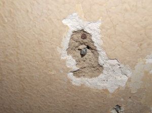 Because of the depth of this hole, it will require two or more applications of patching plaster.  PHOTO CREDIT: Amy Caroli Patching Plaster Walls, Repairing Plaster Walls, Ceiling Cracks, Plaster Walls Diy, Redo Dresser, Basement Entry, Ceiling Repair, Craftsman Remodel, Plaster Repair