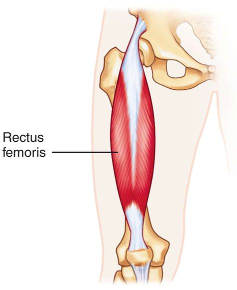 Rectus Femoris, Hip Extension, Anatomy References, Lower Limb, Anatomy Reference, Human Anatomy, Massage Therapy, Figure Drawing, Muscles