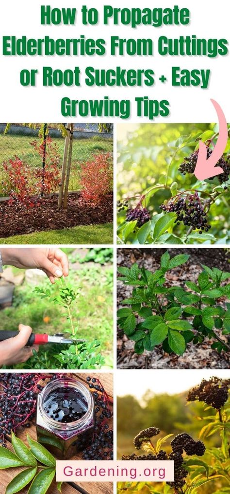 Elderberry Cuttings, Elderberry Growing, Elderberry Plant, Elderberry Bush, Elderberry Recipes, Wild Food Foraging, Homestead Gardens, Growing Tips, New Roots