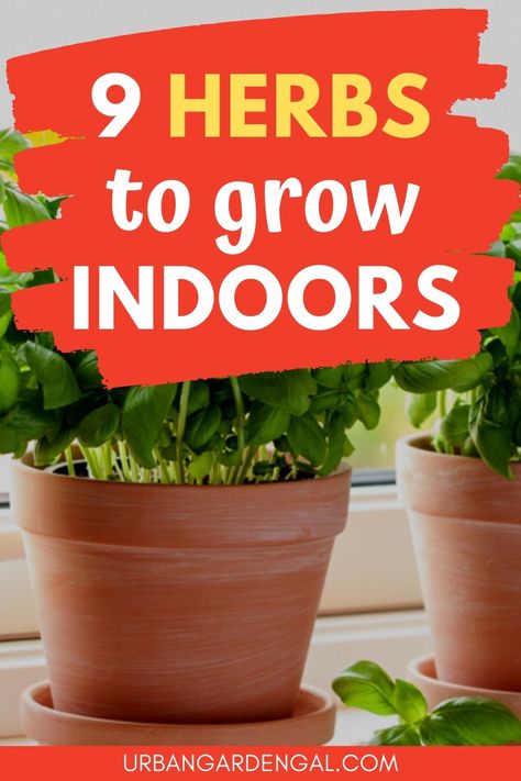 Growing herbs indoors Herbs To Grow Indoors, Best Herbs To Grow, Herbs To Grow, Growing Herbs Indoors, Herb Plants, Preserving Herbs, Medicinal Herbs Garden, Harvesting Herbs, Indoor Herb