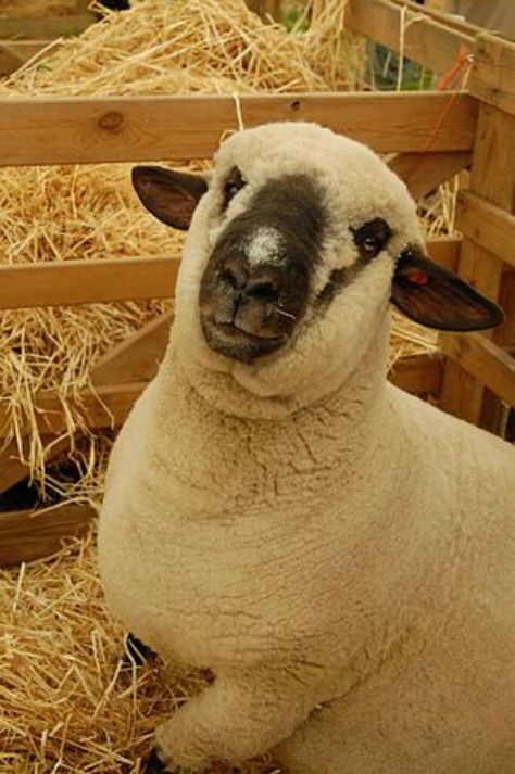 Shropshire breed ~ such a cutie!! I Am The Door, Sheep Farm, Sheep And Lamb, Barnyard Animals, Cute Sheep, The Hills, Norfolk, Farm Animals, Goats