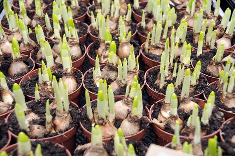 Forcing Flower Bulbs - Bulb Blog | Gardening Tips and Tricks | Learn Planting Techniques | Bulbs and Perennial Information Daffodils In Pots, Planting Techniques, Growing In Pots, Gardening Tips And Tricks, Fall Planting, Fall Bulbs, Local Grocery Store, Flower Bulbs, Yellow Daffodils