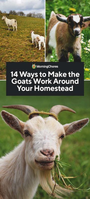 14 Benefits of Keeping Goats Around Your Homestead G For Goat, Backyard Goats, Raising Sheep, Keeping Goats, Totes Ma Goats, Goat Milking, Homesteading Animals, Raising Farm Animals, Goat Care