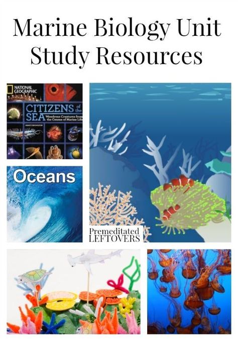 Ocean Unit Study, Biology Lesson Plans, Unit Study Ideas, Lesson Plan Ideas, Ocean Unit, Ocean Science, Ocean Activities, Study Resources, Biology Lessons