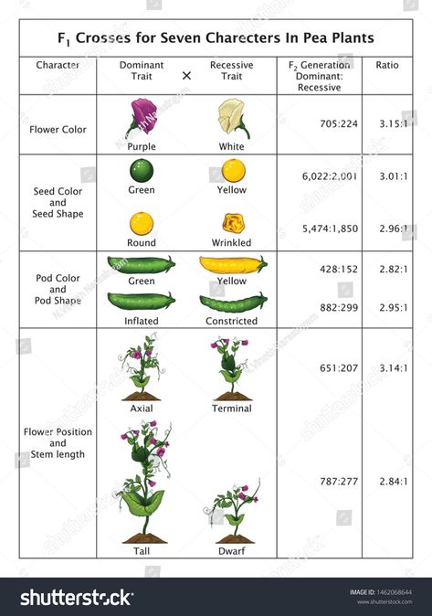 Mendel Genetic Concept Crossing \nSeven Characters In Pea Plant Table With All Labels Mendel鈥檚 Laws Mendel鈥檚 Experiments Education Vector Illustration Diagram #Ad , #Sponsored, #Characters#nSeven#Plant#Pea Plant Genetics, Genetics Worksheet, Plant Experiments, Gene Mutation, Education Vector, Pea Plant, Plant Table, All About Plants, Cheat Sheet