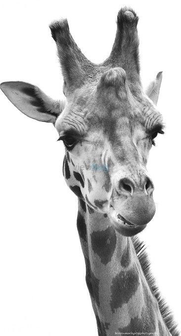 giraff by heavenmariegates - ViewBug.com Wild Animals Photography Black And White, African Animals Photography, Giraffe Photography, Giraffe Photos, Giraffe Drawing, Giraffe Pictures, Dog Portraits Art, Wild Animals Photography, Pencil Drawings Of Animals