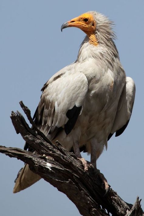 Egyptian Vulture also called scavenger vulture or pharaohs chicken Egyptian Vulture, Northern Africa, Shorebirds, Rare Birds, Big Bird, African Animals, Birds Of Prey, Wild Life, Birds Of Paradise