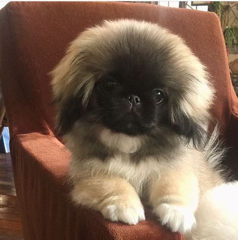 From the moment they are born they are just terrifying… Not cute at all! Pekingese Puppy, Pekingese Puppies, Animals Tattoo, Tattoo Nature, Fu Dog, Pekingese Dogs, Nature Wallpapers, Dogs Cute, Wallpaper Nature