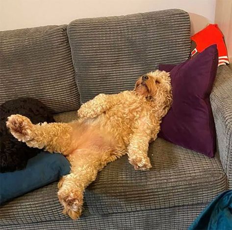 53 Times People Busted Their Dogs Having A Nap In The Funniest Positions And Shared The Pics For #SleepingDogChallenge | Bored Panda Sleeping Funny, Dogs Sleeping, Sleepy Dogs, Guilty Dog, Sleep Funny, Smiling Dogs, Sleeping Dogs, Funny Animal Memes, Cat Nap