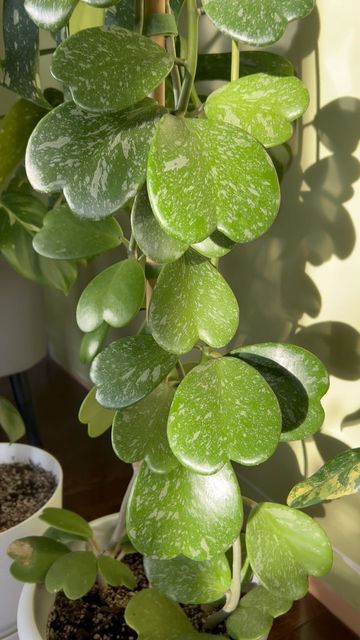 Heart Hoya Plant, Hoya Kerrii Variegata, Cool Houseplants, Pretty House Plants, Wishlist Plants, Hoya Kerrii, Heart Plant, Interesting Plants, Hoya Plant