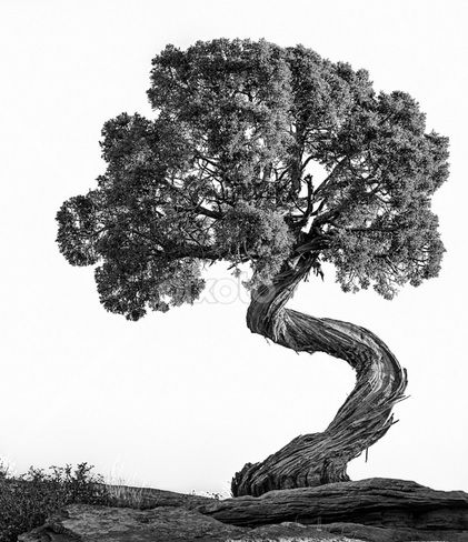 Desert Juniper Juniper Tree Tattoo, Tree Roots Tattoo, Tree Tattoo Meaning, Roots Tattoo, Juniper Tree, Twisted Tree, Tree Tattoo Designs, Tree Photography, Tattoo Meaning