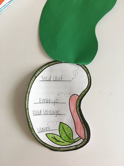 Priceless Ponderings: Parts of a Seed Parts Of A Bean Seed, Parts Of A Seed Printable, Parts Of A Seed Diagram, Seed Lessons For Kids, Parts Of A Seed Worksheet, Germination Of Seeds For Kids, Parts Of Plant Project, Seed Germination For Kids, Parts Of A Seed