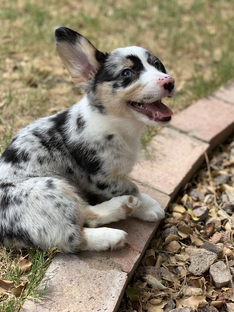 Blue Merle Cardigan Corgi Cardigan Welsh Corgi Blue Merle, Cardigan Welsh Corgi Puppies, Blue Merle Corgi, Merle Corgi, Black Corgi, Cowboy Corgi, Western Family, Corgi Breeds, Queer Cinema