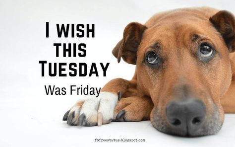 I wish this Tuesday was Friday Quote. Funny Tuesday quotes Happy Tuesday Meme, Funny Tuesday Quotes, Quotes To Be Happy, Tuesday Quotes Funny, Tuesday Morning Quotes, Funny Tuesday, Tuesday Motivation Quotes, Happy Tuesday Pictures, Tuesday Funny