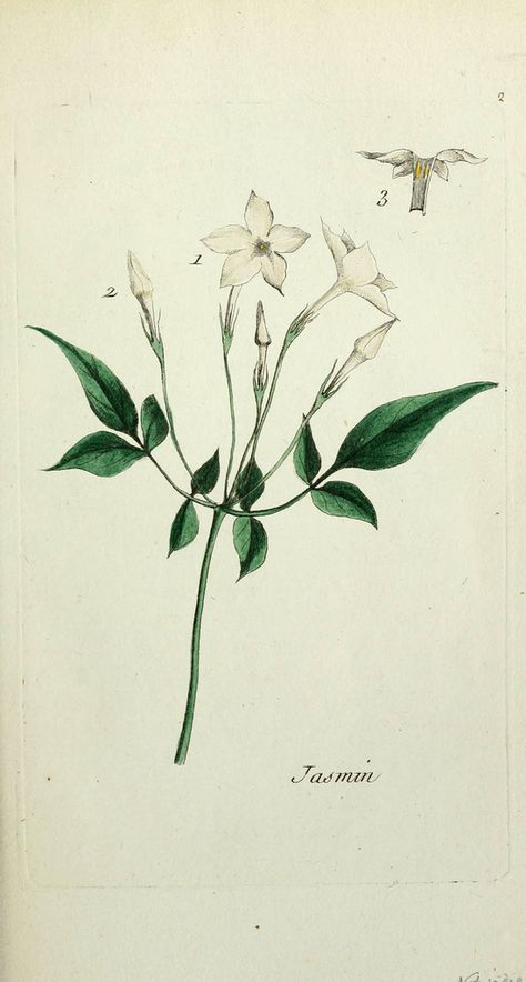 Jasmine Drawing, Jasmine Tattoo, Jasminum Officinale, Jasmine Plant, Jasmine Flower, Flower Tattoo Designs, Botanical Drawings, Arte Floral, Photo Images