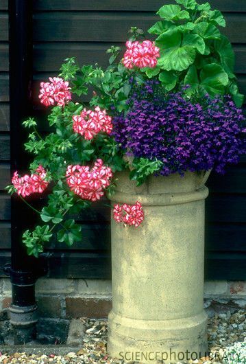 Chimney Pot Planter, Old Chimney, Chimney Pots, School Garden, Planter Ideas, Garden Containers, Small Gardens, Garden Ornaments, Container Plants