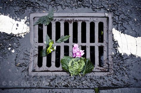 flowers petals blooms leaves colour color drain gutter storm drain sewer rain rainy british weather uk water contrast road street photography D700 glasgow rob cartwright Falling Tree, Inktober Ideas, Storm Drain, Sewer Drain, Town Games, 29 June, Uk Weather, British Weather, Rain Gutters