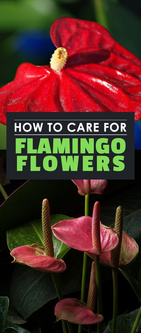 Flamingo Plant Care, Anthurium Care, Epic Gardening, Flamingo Plant, Popular Plants, Garden Goddess, Snake Plant Care, Anthurium Plant, Fall Gardening