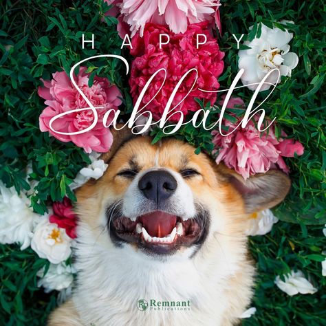 Happy Sabbath Blessings, Happy Sabbath Quotes Beautiful, Happy Sabbath Day, Happy Sabbath Quotes, Happy Sabbath Images, Sabbath Quotes, Sabbath Rest, Ellen White, Happy Sabbath