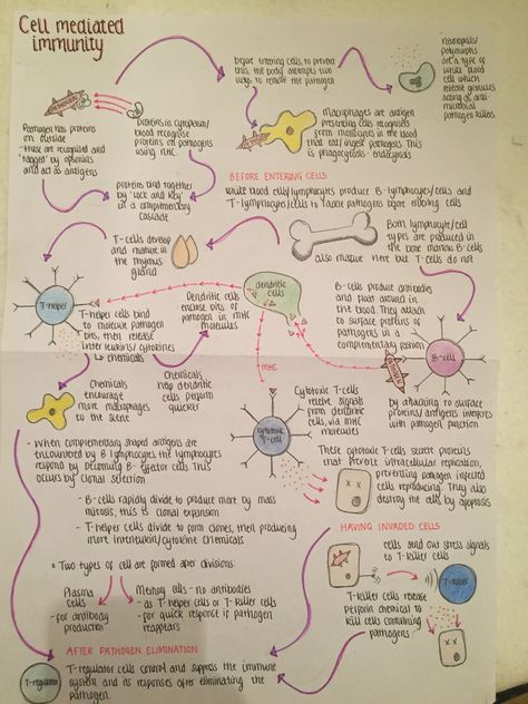 Cell mediated immunity Immunity Biology Notes, Immunity Study Notes, Cell Mediated Immunity, Immunity Nursing Notes, Immunology Study Notes, Immunity Notes, Immune System Illustration, Immunology Aesthetic, Immune System Notes