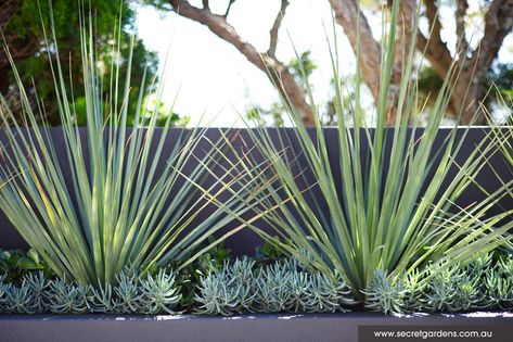 Pool Plants, Drought Tolerant Landscape, Dry Garden, Modern Landscape Design, Coastal Gardens, Modern Garden Design, Secret Gardens, Modern Landscaping, Pool Landscaping