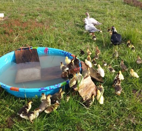 Ducks! They LOVE water and are a joy to watch floating, splashing and bathing  in a pond or kiddy pool. But sadly, ducklings can easily drown.  Ducklings ARE born quite buoyant and float easily, bu... Diy Duck Ramp For Pool, Duck Ramp For Pool, Duck Pond Ramp, Duck Pool Ramp, Farm Duck Pond, Kiddie Pool Duck Pond, Pet Ducks Outdoor, Pekin Duck, Safe Pool