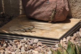 I recently had to clear out an old fire wood pile by our home. It had become infested with pack rats. If you have never had pack rats, count yourself lucky. These... Vase Centerpieces Diy, Wildlife Garden Design, Desert Lizards, Lizard Habitat, Frog House, Habitat Garden, Wood Pile, Fire Wood, Front Landscaping