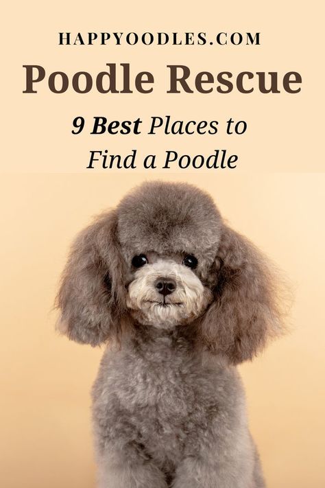 Toy Poodles For Sale, Poodle Rescue, Toy Poodle Puppy, Silver Poodle, Poodle Puppies For Sale, Dog Fails, Poodle Mom, Tea Cup Poodle, Poodle Grooming