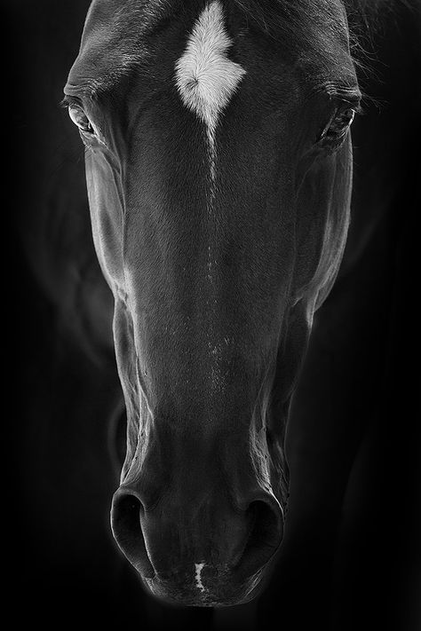 Cai Sălbatici, Seed Shop, Horse Portrait, Horse Drawings, All The Pretty Horses, Horse Sculpture, Equine Art, Cute Horses, Equine Photography