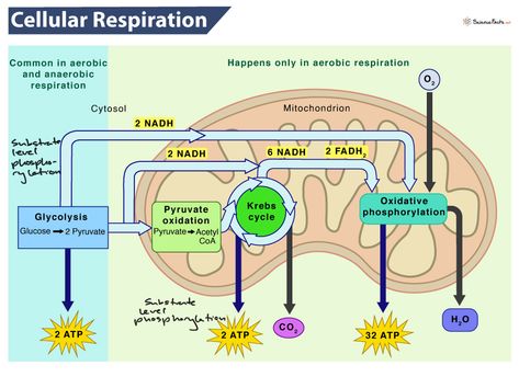 ￼ ￼ ￼ ￼ ￼ ￼ ￼ ￼ ￼ Cellular Respiration Diagram, Respiration Diagram, Aerobic Respiration, Anaerobic Respiration, Carbon Molecule, Oxidative Phosphorylation, Cell Respiration, Citric Acid Cycle, Photosynthesis And Cellular Respiration