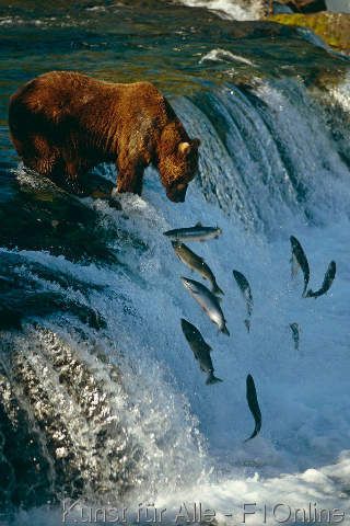 Oso Pardo Bear Fishing, Alaska Wildlife, Katmai National Park, Images Vintage, Wildlife Conservation, Grizzly Bear, Wildlife Animals, Wild Life, Nature Animals