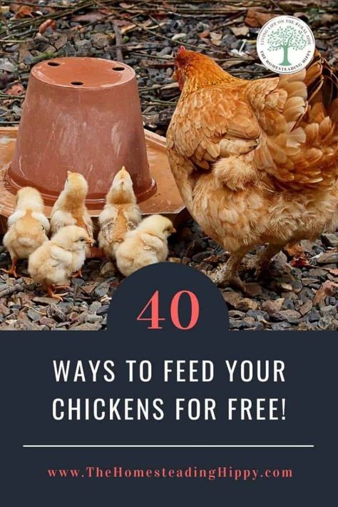 Chicken Feed Diy, What To Feed Chickens, Feed Chickens, Raising Turkeys, Chicken Pecking, Laying Chickens, Chicken Pen, Chicken Eating, Raising Backyard Chickens