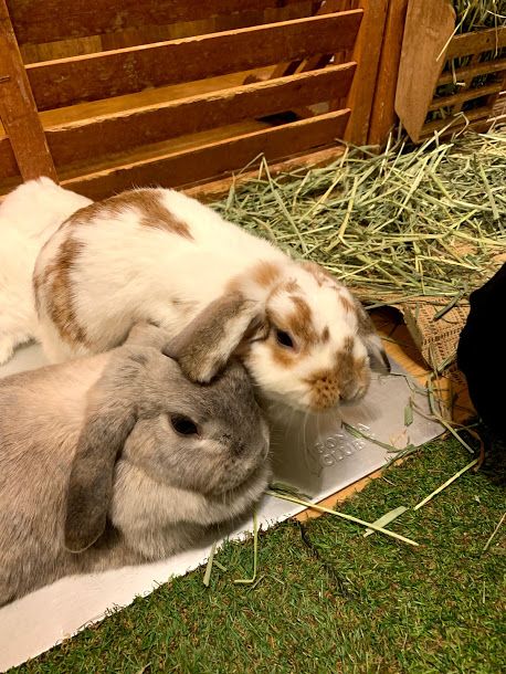 Relieve Stress with a Trip to a Bunny Cafe - Carley Creative Concepts Rabbit Cafe, Pet Cafe, Lunch Hour, Trip To Japan, Need A Break, A Bunny, Baby Dogs, Japan Travel