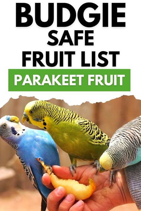 Budgie Food, Parakeet Care, Parakeet Food, Parrot Diet, Pet Birds Parrots, Parrot Stand, Deer Species, Budgies Bird, Talking Parrots