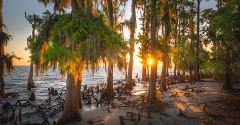 Three Ways To Explore The Louisiana Northshore | Explore Louisiana Fountainbleau State Park Louisiana, Fontainebleau State Park Louisiana, Downtown New Orleans, Nature Film, Louisiana Travel, Lake Pontchartrain, Water Playground, Great River, Dream Trip