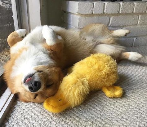 14 Problems Only Corgi Owners Will Understand – The Paws Corgi Sleeping, Puppy Stages, Corgi Owner, Corgi Puppy, Cute Corgi, Corgi Dog, Welsh Corgi, Cute Animal Pictures, Animals And Pets