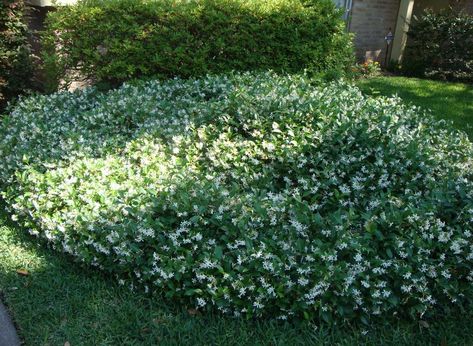 Star Jasmine Ground Cover, Jasmine Ground Cover, Jasmine Bush, Nursery Trees, Trees Nursery, Landscape Ideas Front Yard Curb Appeal, California Flowers, Hedge Plants, Butterfly Garden Plants