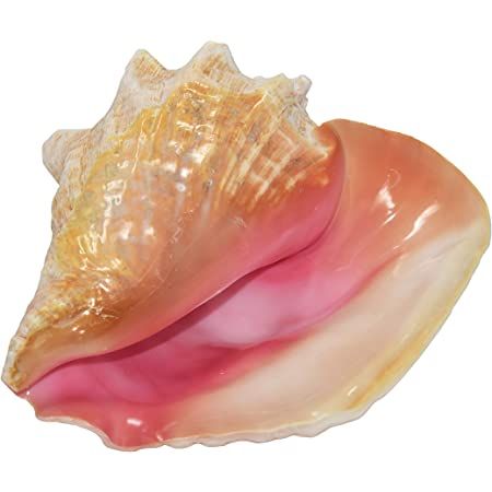 Orange Mermaid, Conch Seashell, Seashell Pink, Big Shell, Conch Shells, Hot Halloween Outfits, Big Sea, Mermaid Aesthetic, Shell Decor