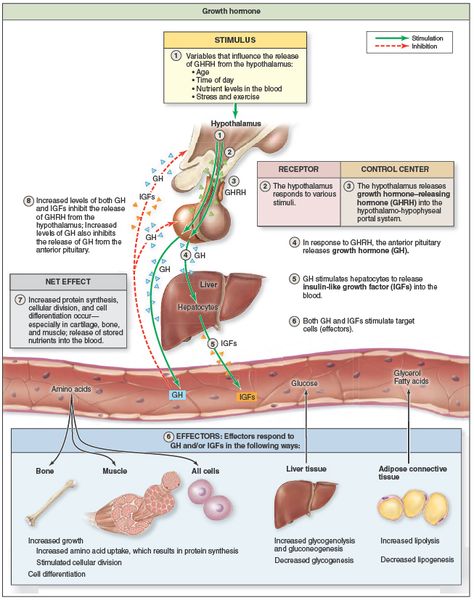 Regulation and Action of Growth Hormone Tsh Hormone, Hormones And Their Functions, Thyroid Gland Anatomy, Hypothalamus And Pituitary Gland, Endocrine System Nursing, Anterior Pituitary, Nurse Teaching, Clinical Chemistry, Nursing School Essential