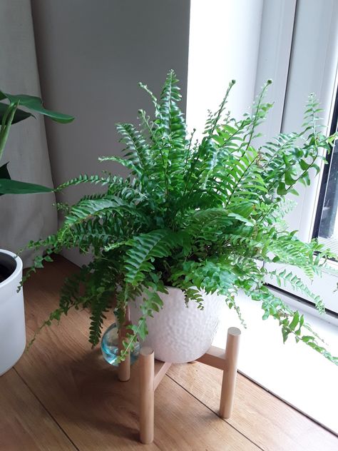 My Boston Fern Motel Aesthetics, Boston Fern Indoor, Cozy Forest, Potted Ferns, Forest Vibes, Pretty Plant, Aesthetic Plants, Boston Fern, Hudson Yards