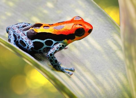 Poison Arrow Frog, Poisonous Animals, Animal Facts For Kids, Amazon Animals, Poison Arrow, Frog Species, Poison Frog, Amazing Frog, Pet Frogs