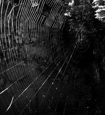 Steph Ashmore: Weaving Aesthetic Dark, Weaving Aesthetic, Web Weaving, Moody Wallpaper, Big Spiders, Spiders Web, Castle On The Hill, Dark Tree, Dark Mode