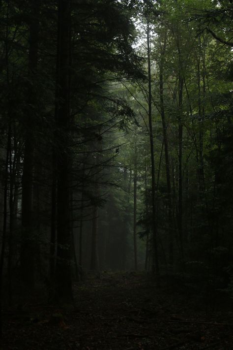 Poison Tree, Dark Weather, Dark Grunge Aesthetic, Dark Naturalism, Dark Forest Aesthetic, Dark Green Aesthetic, Slytherin Aesthetic, Foggy Forest, Dark Nature Aesthetic