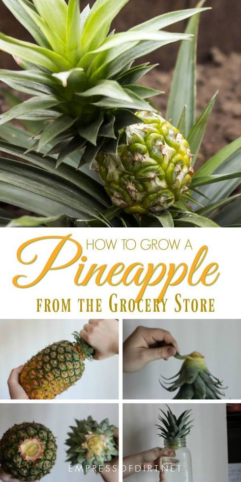 Pineapple Propagation, Grow Pineapple Plant, Grow A Pineapple, Homestead Recipes, Deco Fruit, Growing Pineapple, Pineapple Planting, Court Yard, Pineapple Top