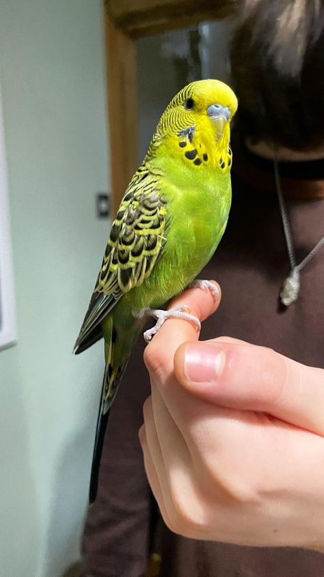 We’ve grouped both male and female parakeet names together and we’ve also grouped names by gender, funny, fancy and other names, we have a good names Budgies or for your parrot! Fancy Parakeet, Budgie Names, Parakeet Names, Budgies Parrot, Bird Names, Good Names, Green Parakeet, Budgie Bird, Parakeet Bird